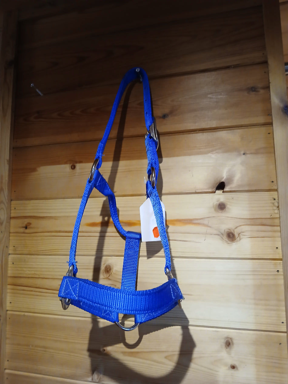 Blue Weanling Halter