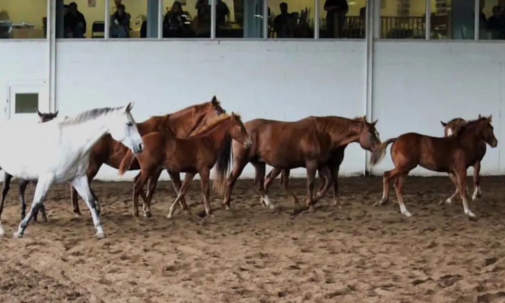Quarter Horse Mares and foals at Sovereign Quarter Horses 2019
