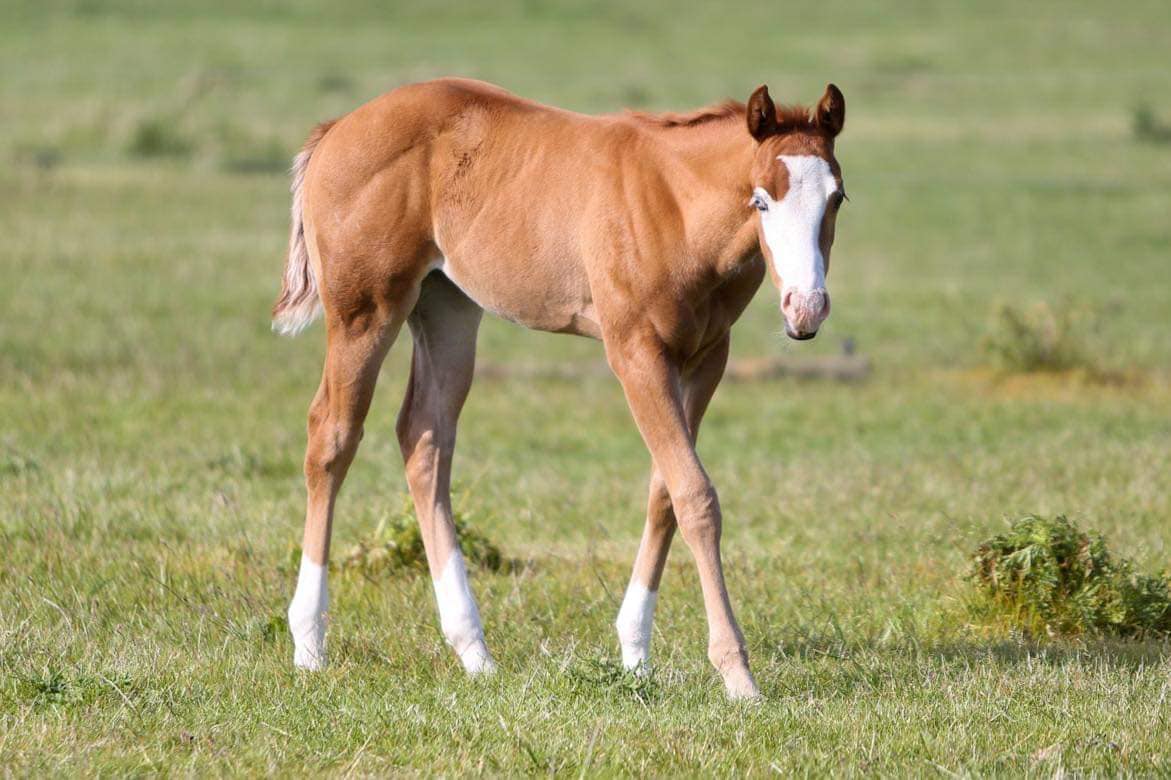 Milly 2022 Filly 3