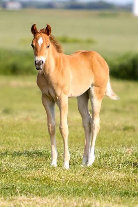 reed 2022 filly 5