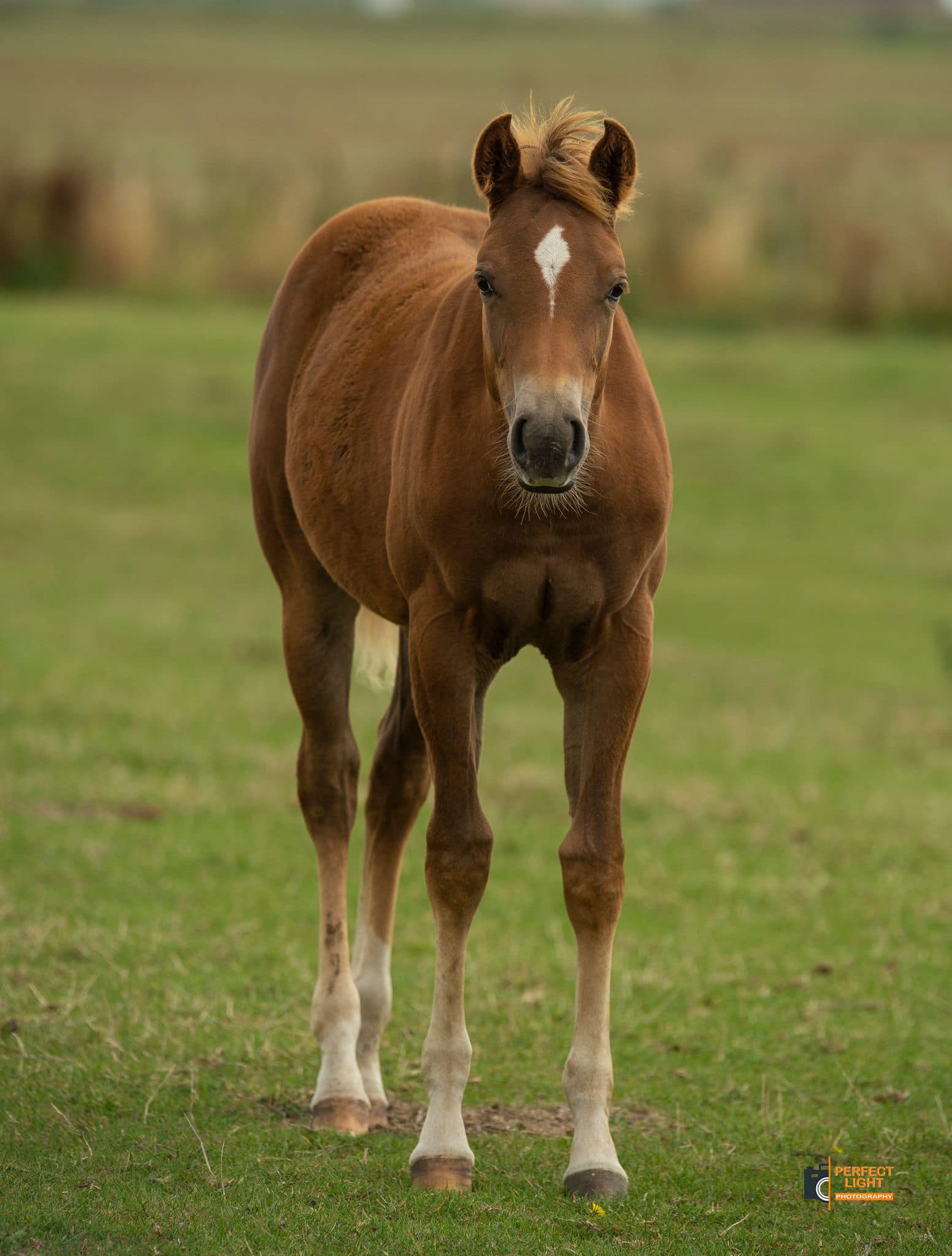 reed 2022 filly 7